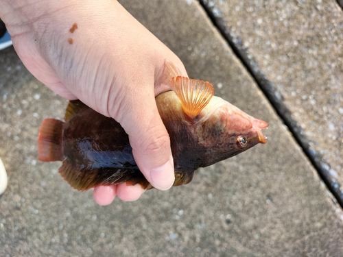 アカササノハベラの釣果