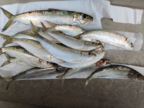 イワシの釣果