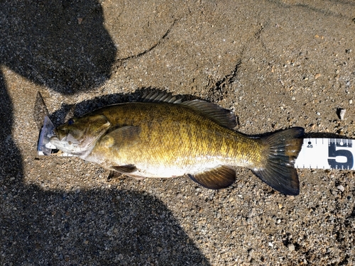 スモールマウスバスの釣果