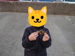 タケノコメバルの釣果