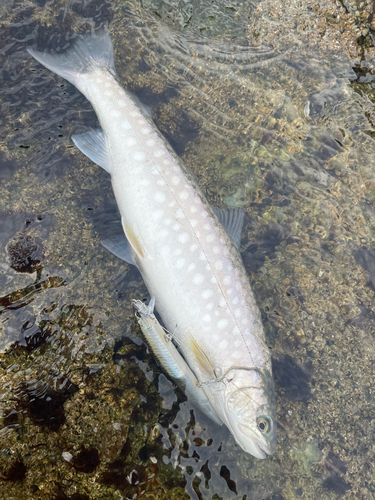 アメマスの釣果