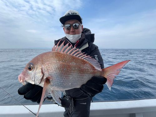 マダイの釣果