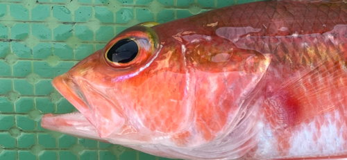 ヒメコダイの釣果