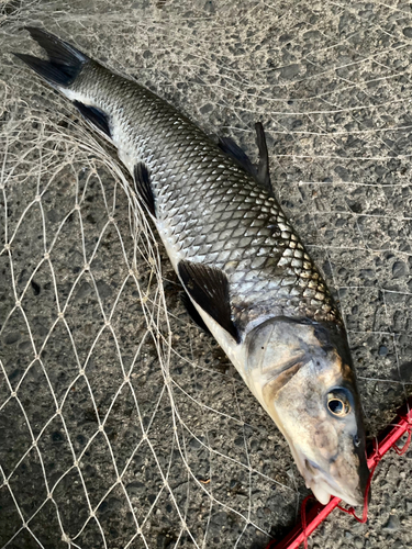 ニゴイの釣果