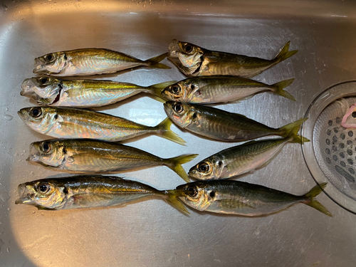 アジの釣果