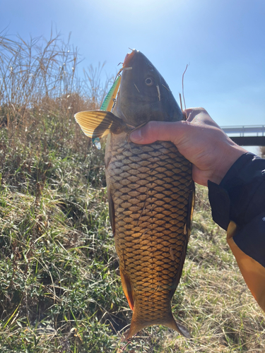 コイの釣果