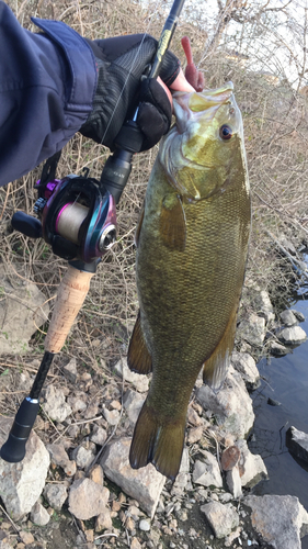 スモールマウスバスの釣果