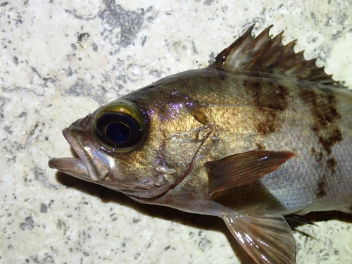 シロメバルの釣果