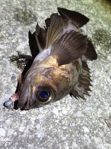 シロメバルの釣果