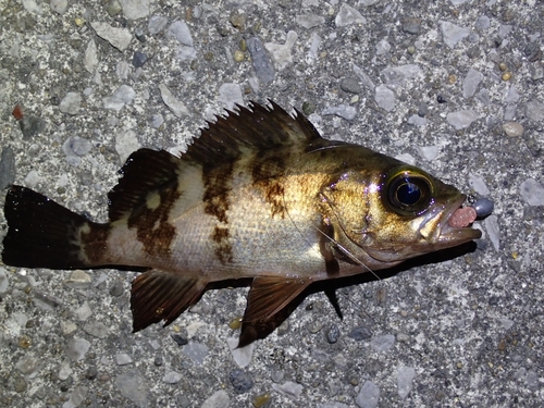 アカメバルの釣果