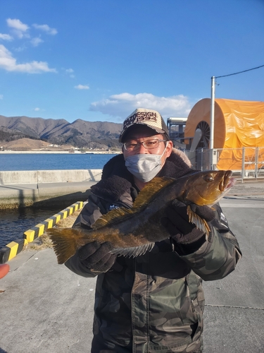 アイナメの釣果