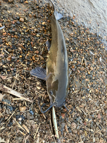 アメリカナマズの釣果