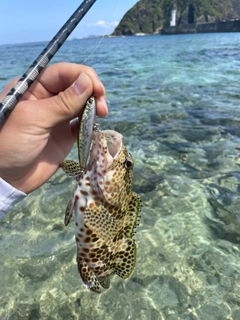 カンモンハタの釣果