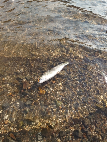 ニジマスの釣果