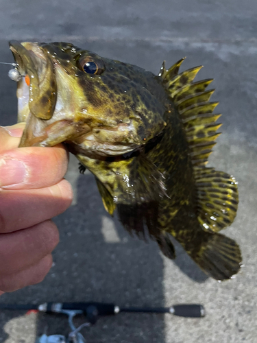 タケノコメバルの釣果