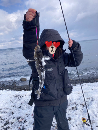 ホッケの釣果