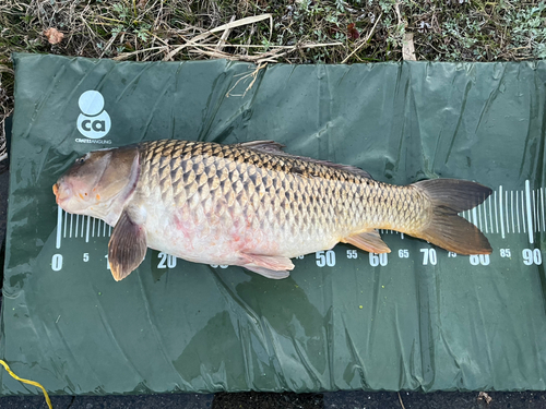 コイの釣果