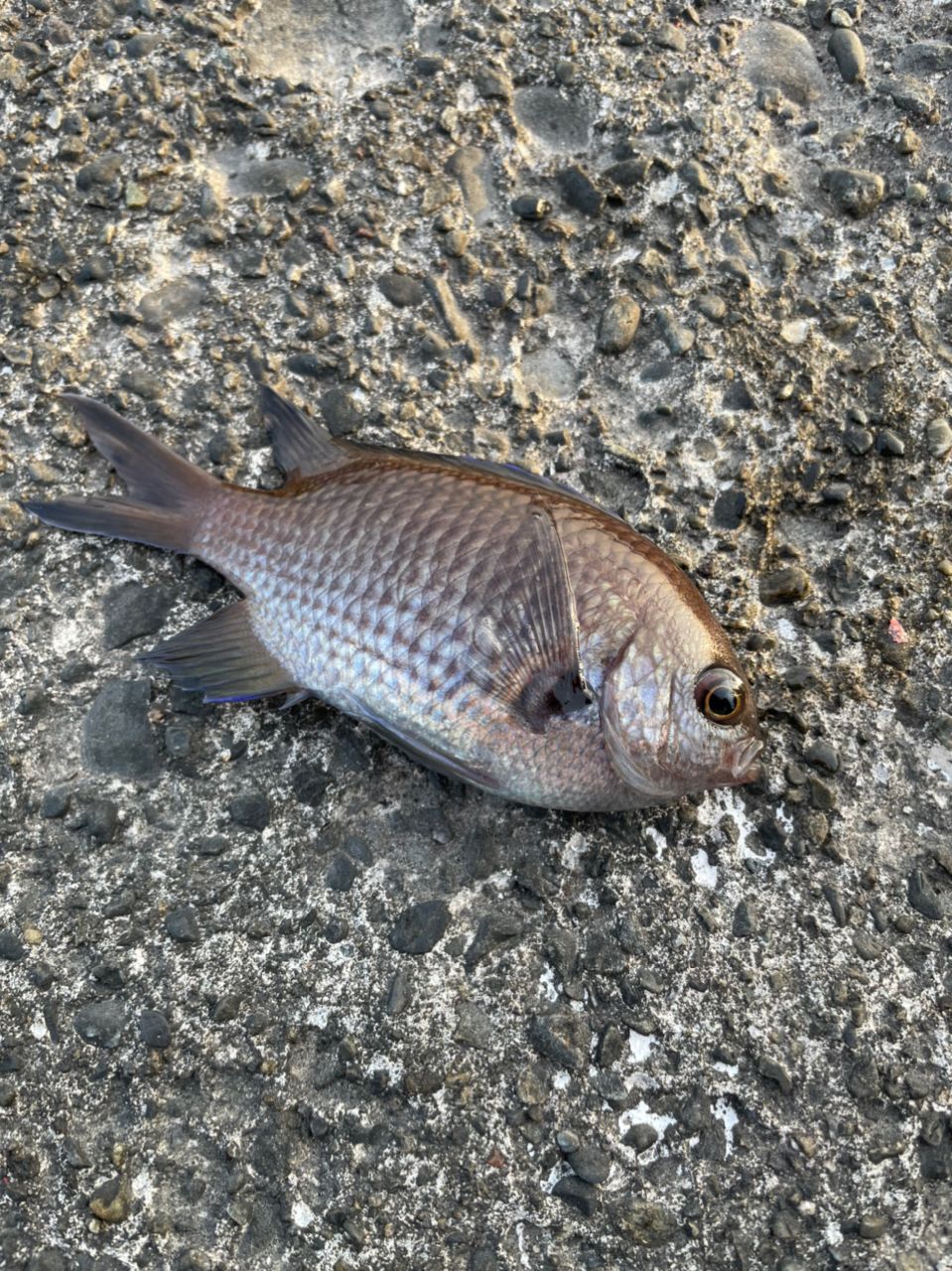 よしよし0929さんの釣果 3枚目の画像