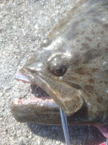 ヒラメの釣果