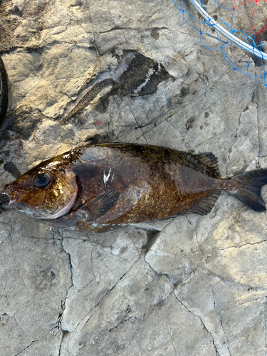 アイゴの釣果