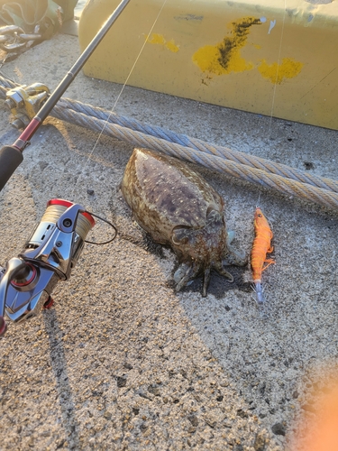 モンゴウイカの釣果