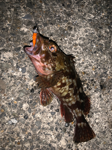 カサゴの釣果