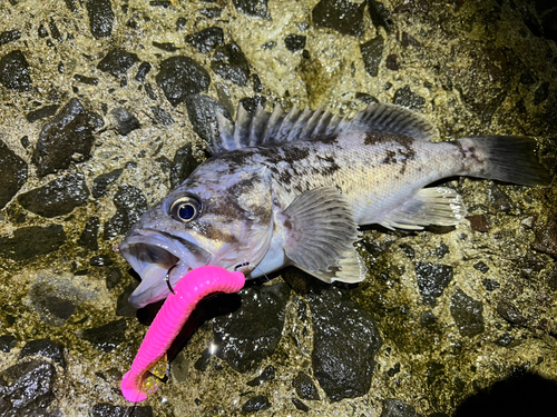 クロソイの釣果