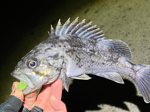 クロソイの釣果