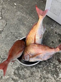 マダイの釣果