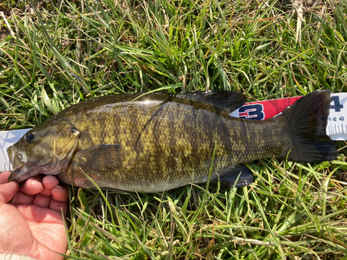 スモールマウスバスの釣果