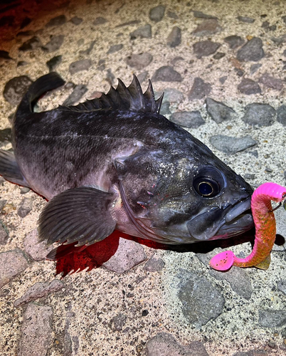 クロソイの釣果