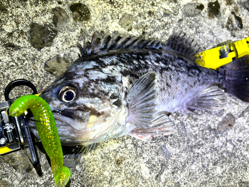 クロソイの釣果