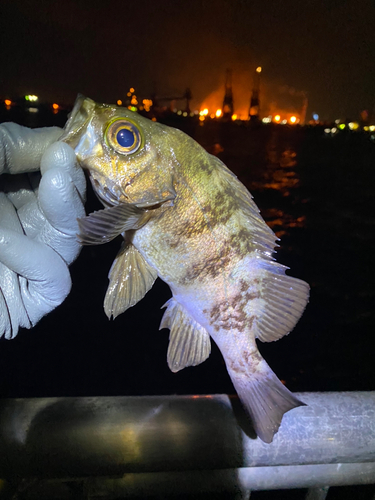 メバルの釣果