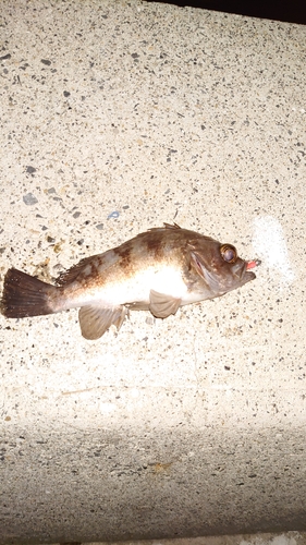 クロメバルの釣果