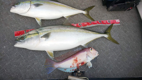 ブリの釣果