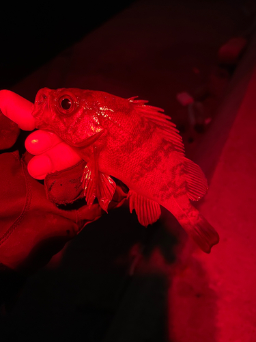 メバルの釣果