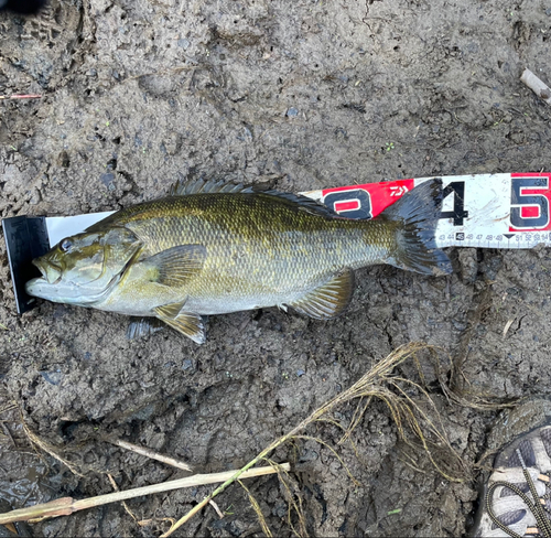 スモールマウスバスの釣果