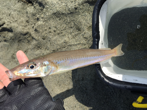 シロギスの釣果