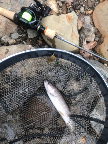 イワナの釣果