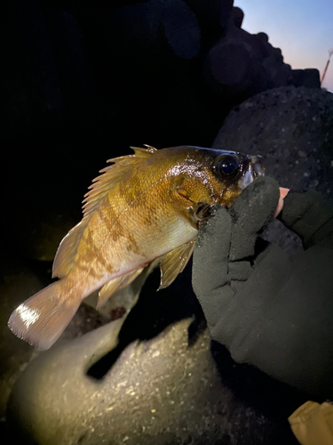 メバルの釣果