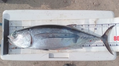 ビンチョウマグロの釣果