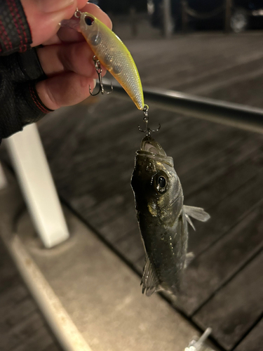 シーバスの釣果