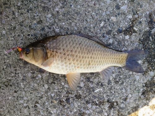 マブナの釣果