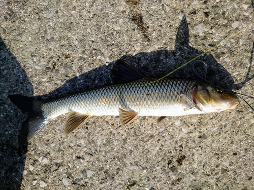 ニゴイの釣果