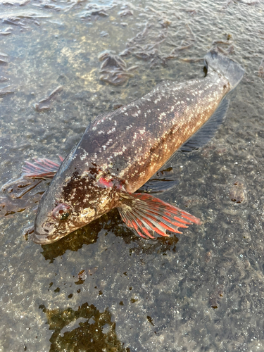 クジメの釣果