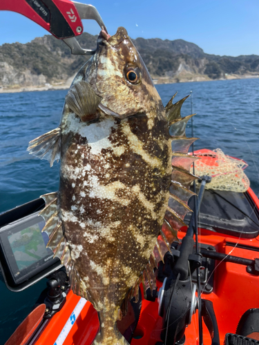 アイゴの釣果