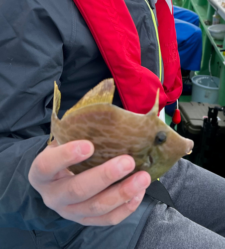 カワハギの釣果