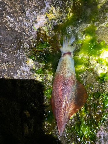 ヤリイカの釣果