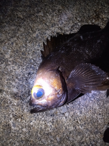 メバルの釣果