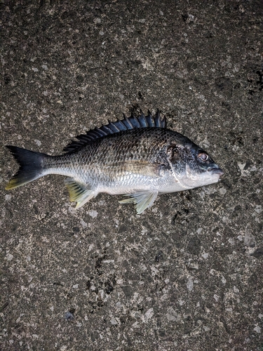 キビレの釣果